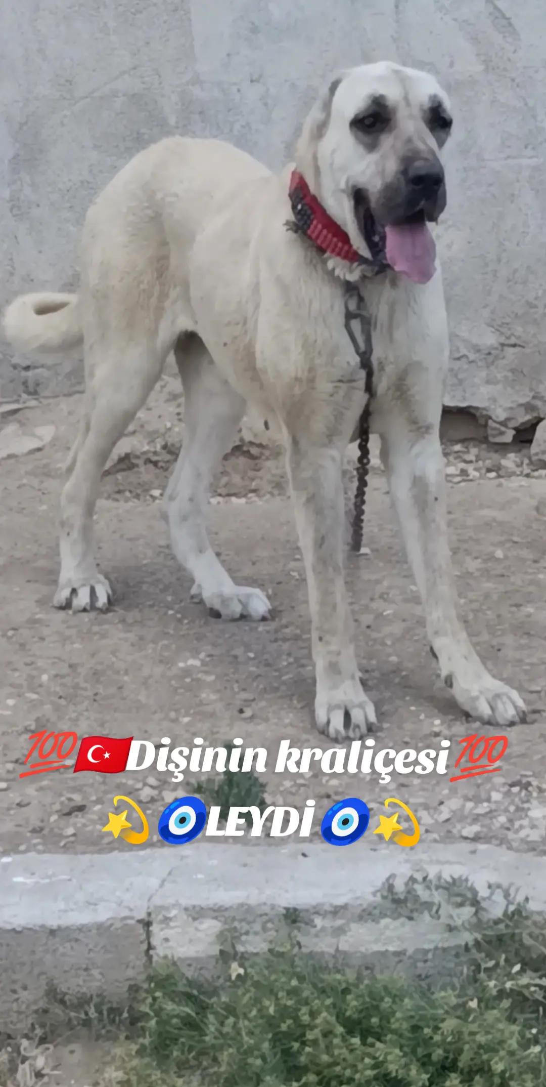 @Tekin Ersöz