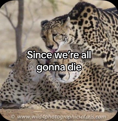 @Ai cheetah