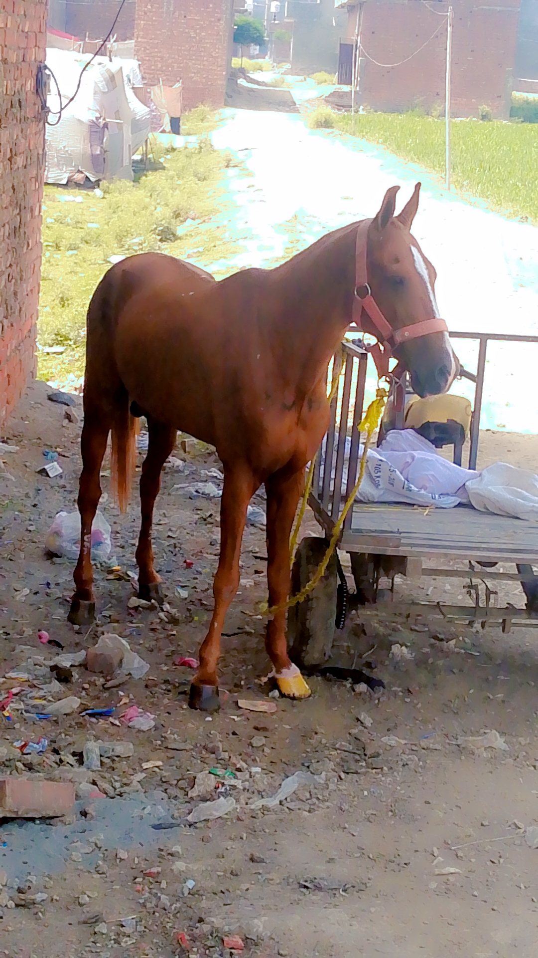 @Sajjad Ali 🐴🐴🐎
