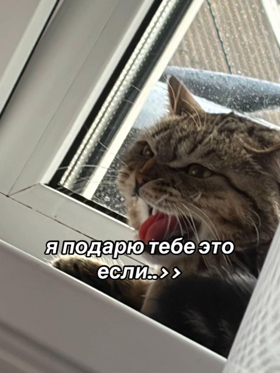 @джинджерскоп