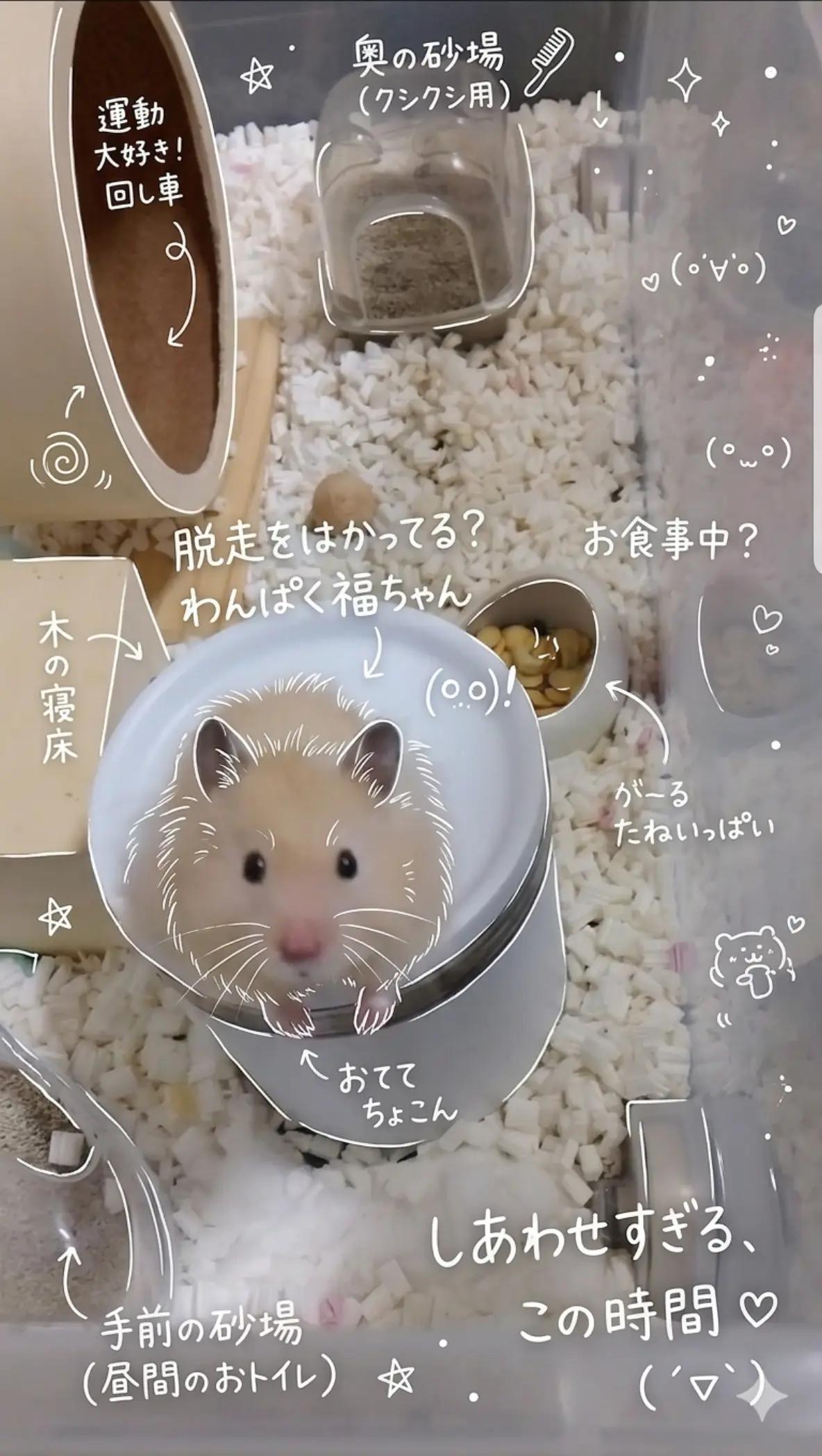 @キンクマ福ちゃんとハムランド🌈のひまちゃん