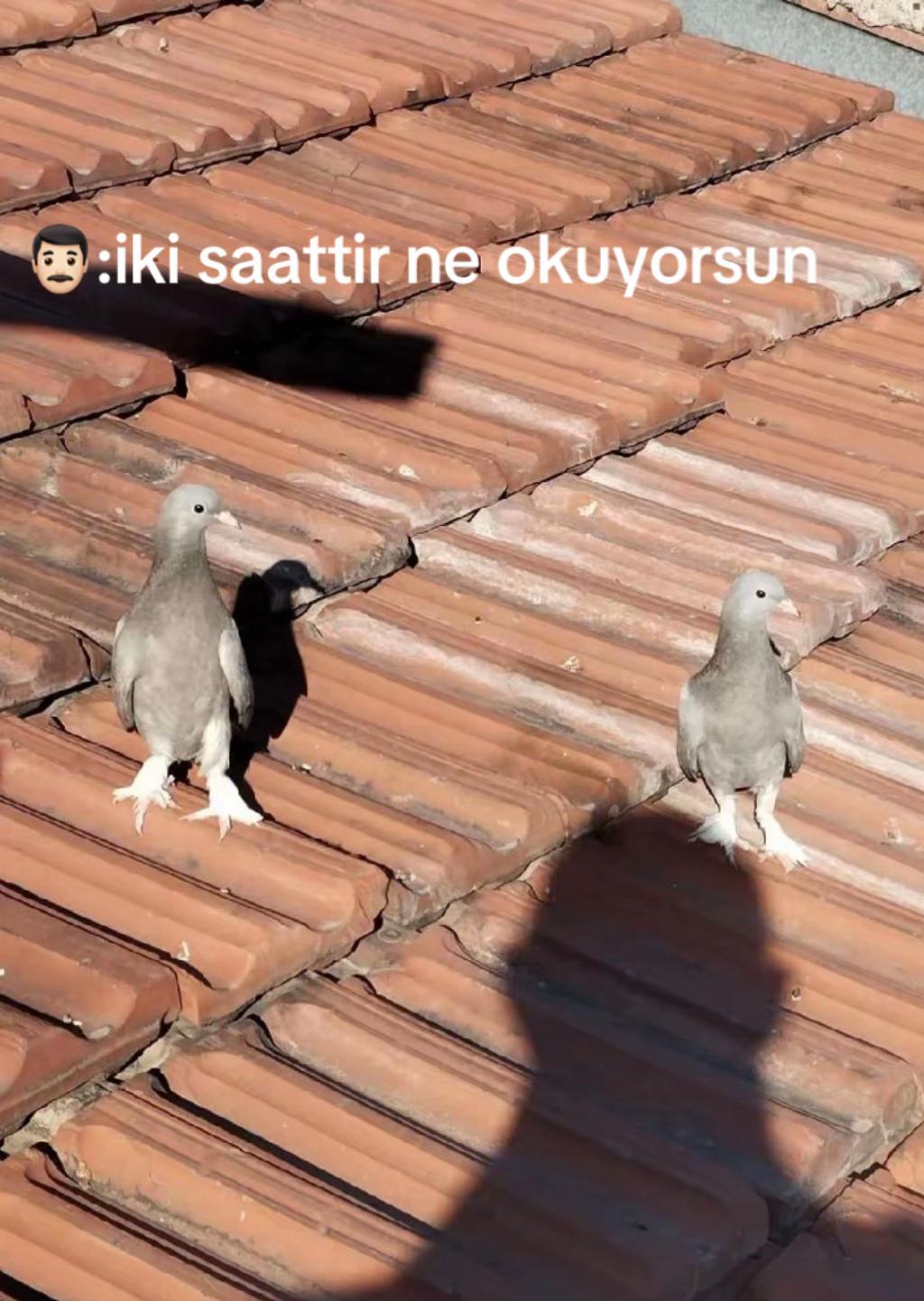 @Kayseri_Güvercin_diyarı🕊️