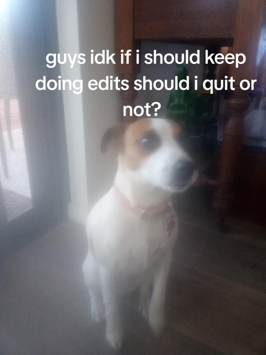 @dogsmash11