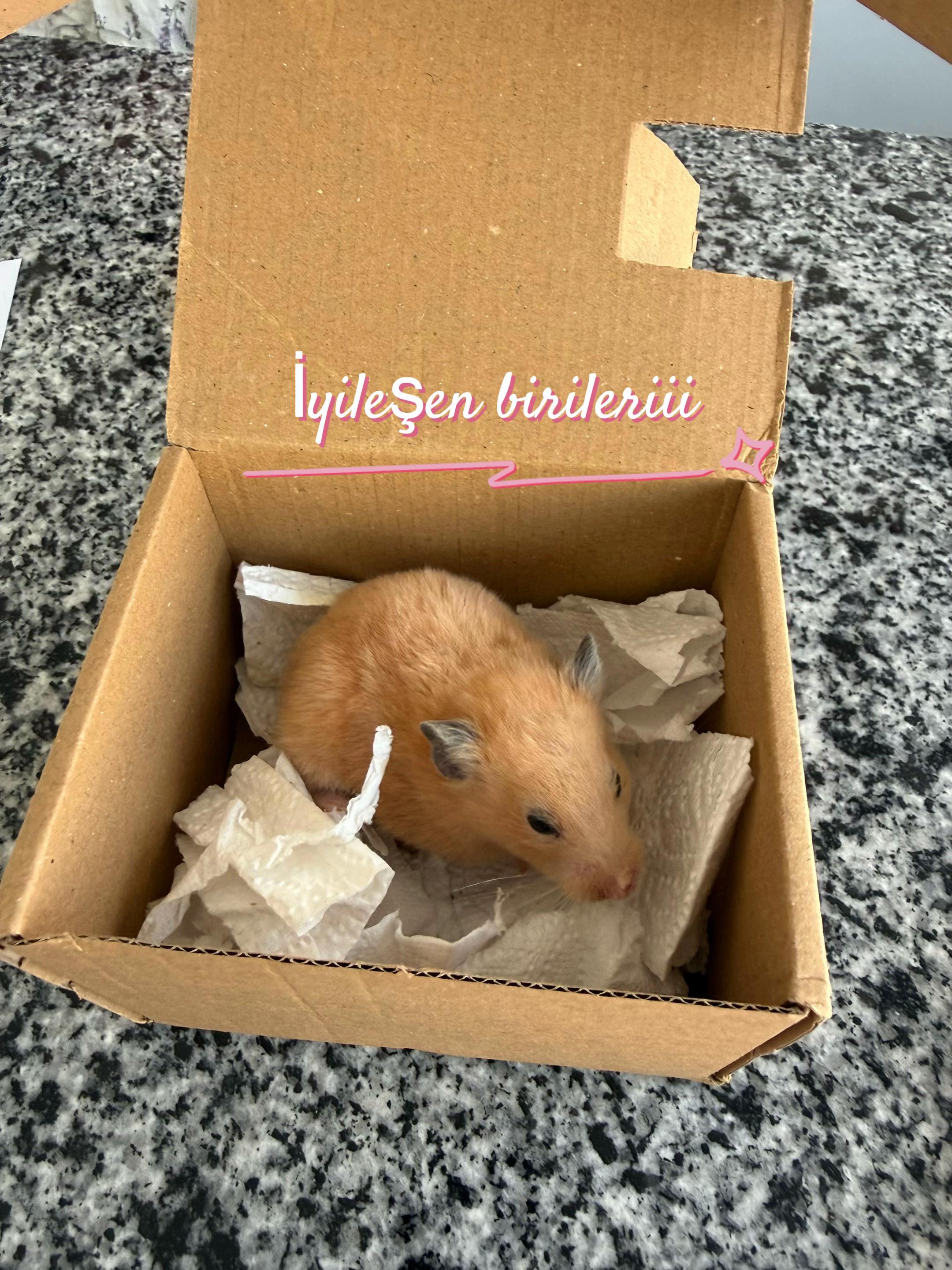 @vet.Behide