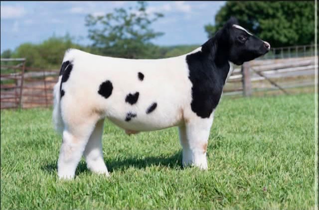 @Matt Lautner Cattle USA