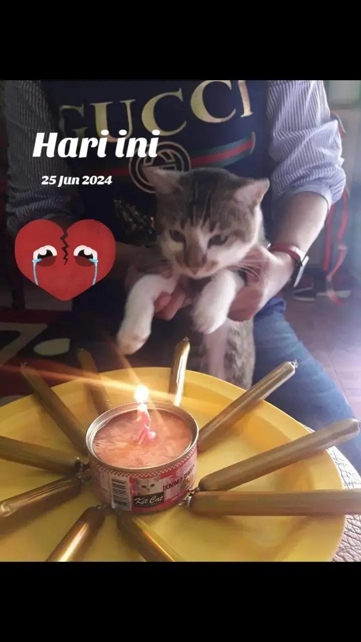 @mama meong♥️🐈🇮🇩🇲🇾_acro