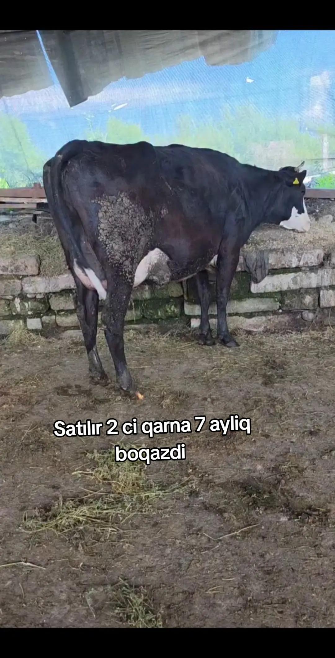 @Fermer qız 023