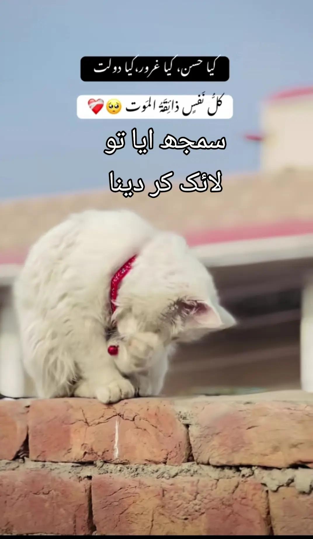 @سنا 04128