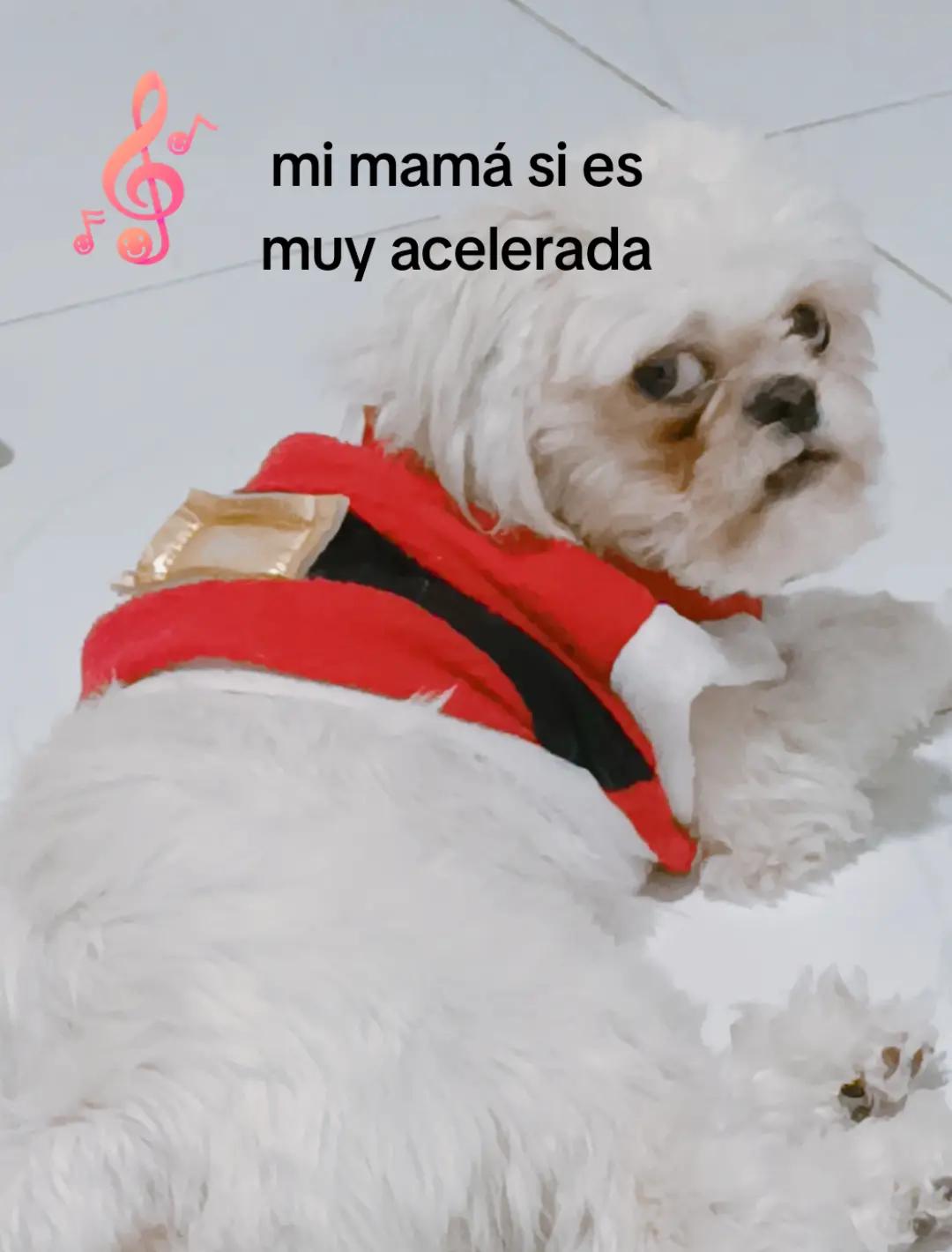 @💓🐶OTTO POLAR 🐶💓