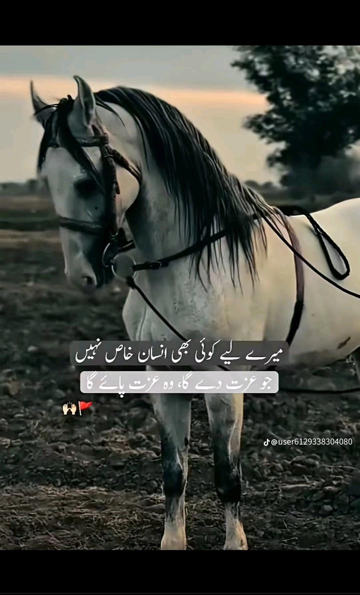 @wahab Ali 786
