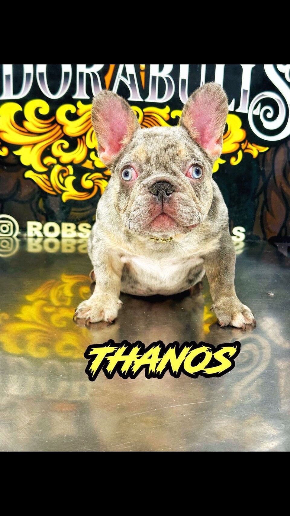 @rb_frenchies559