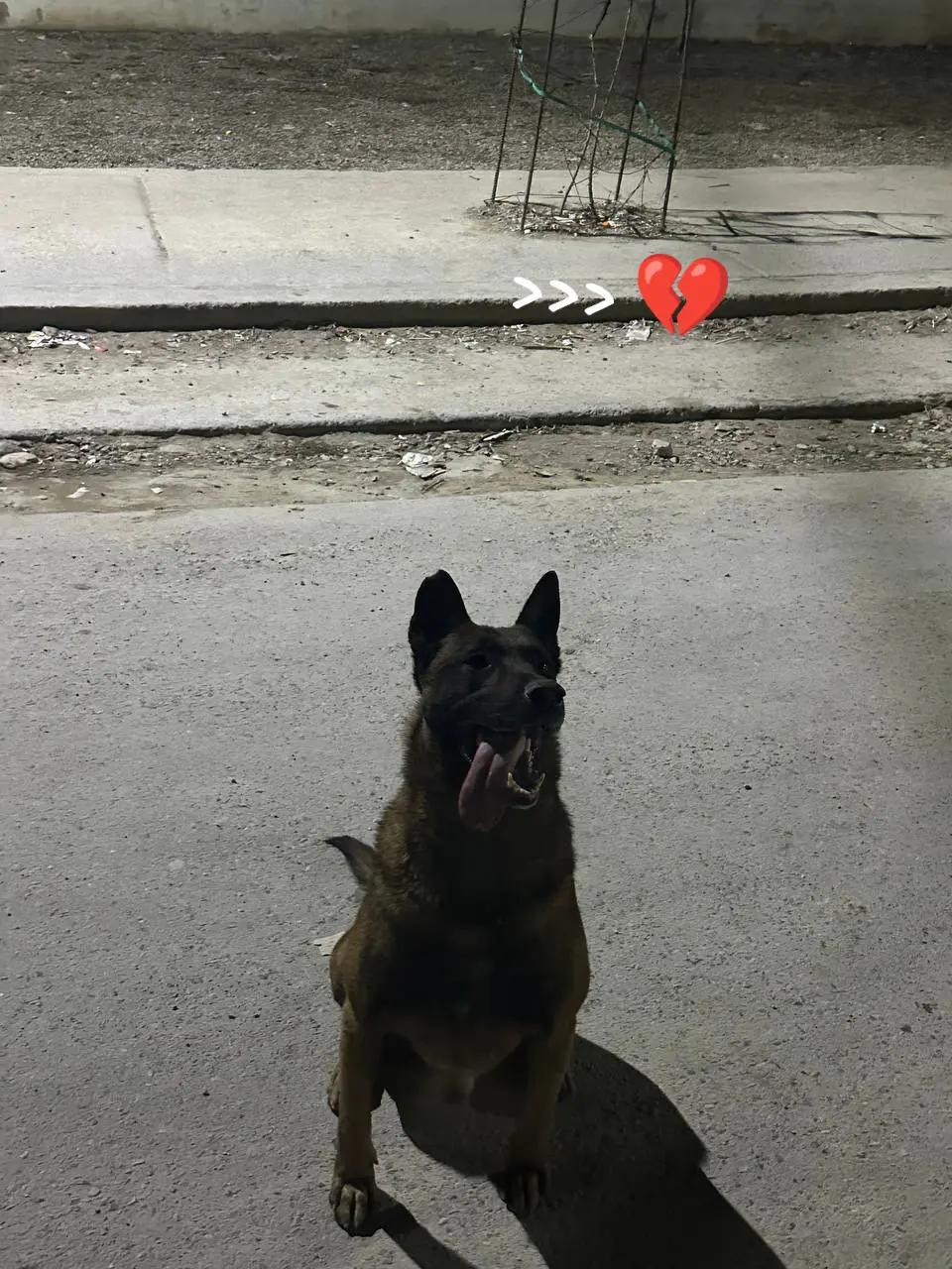 @Cizeer_kiva malinois k9 🐕🦺