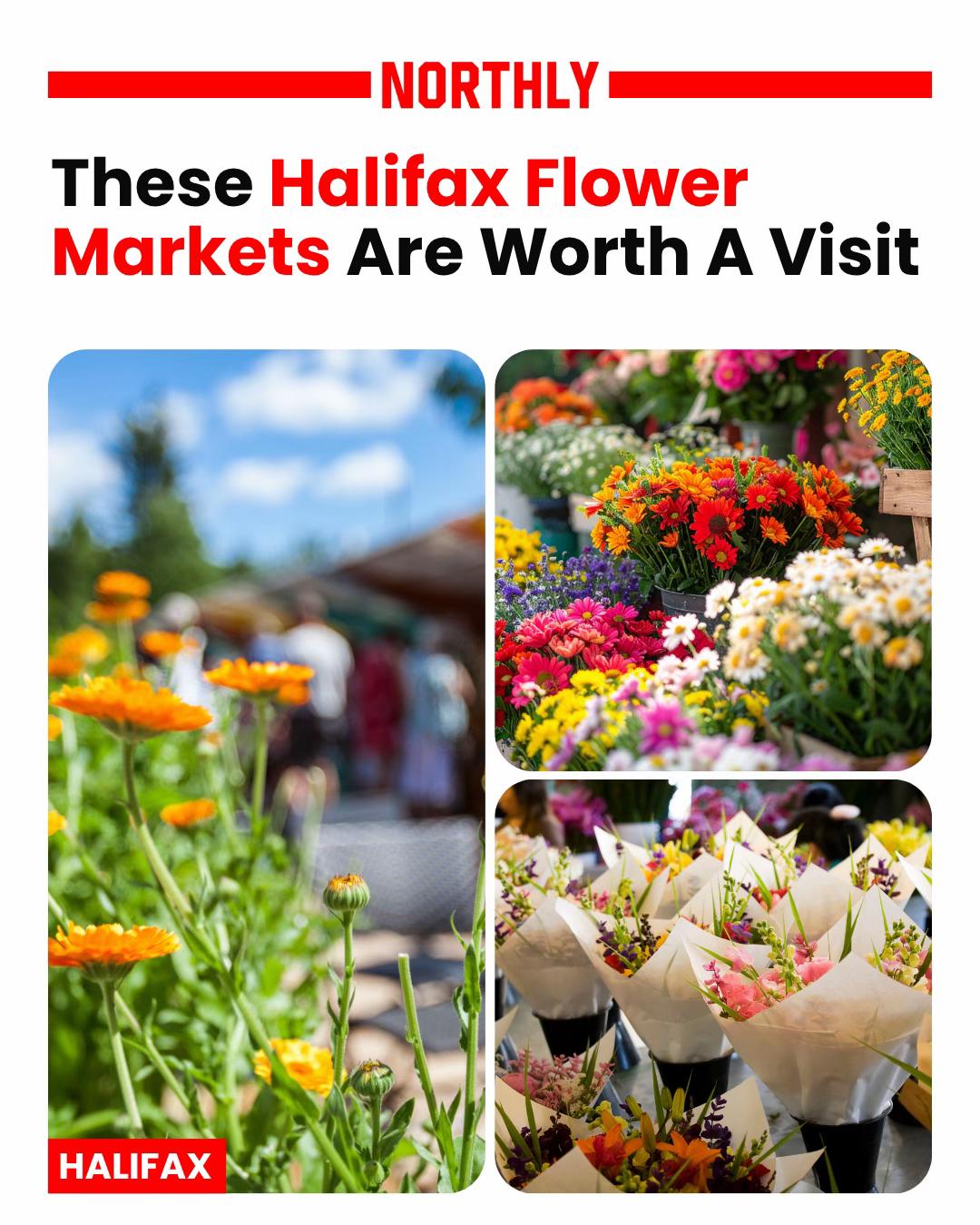 @northlyhalifax