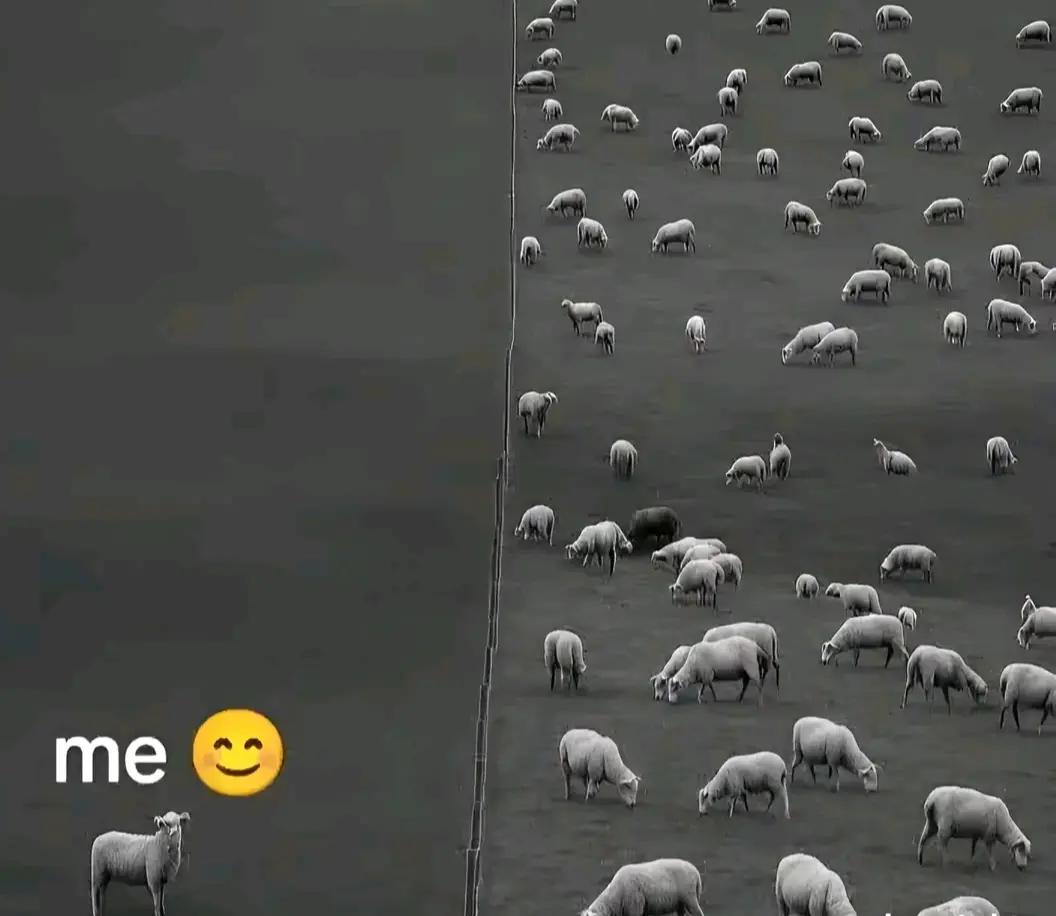 @metii🌳🌳