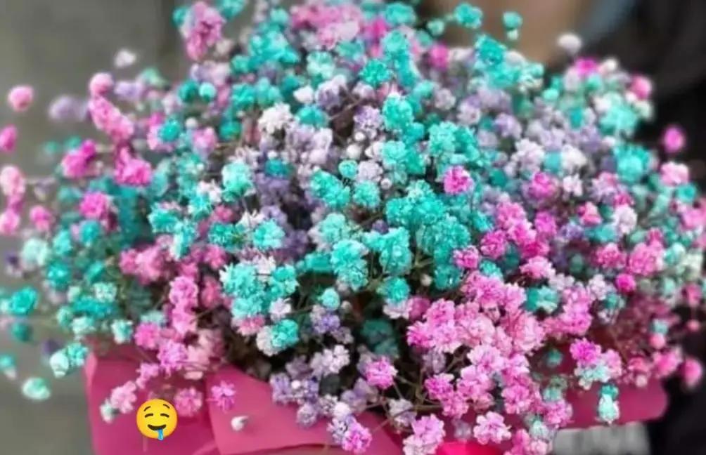 @🖤سمكة🖤