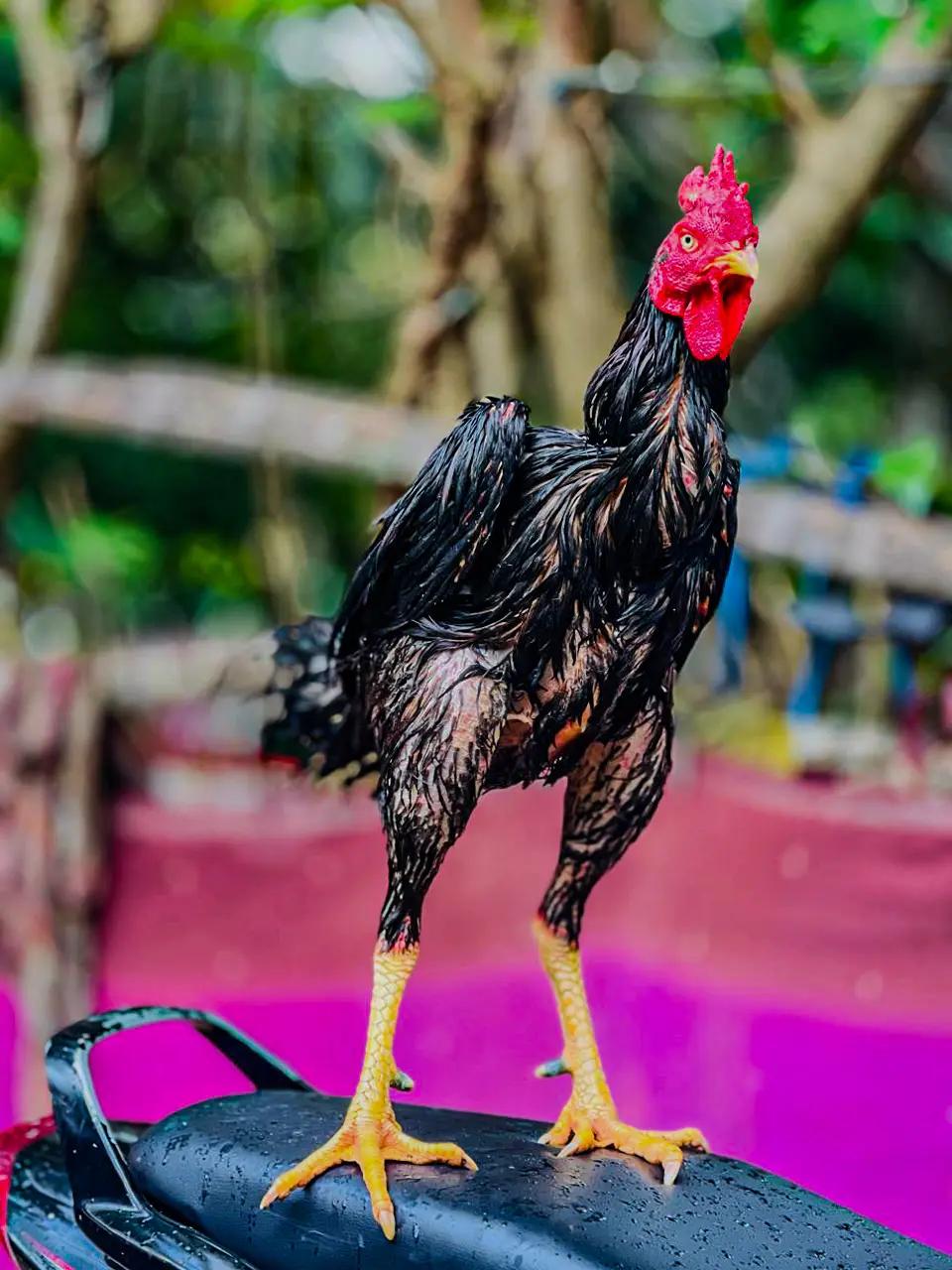 @𝑺𝑯𝑨𝑫𝑶𝑾 ,𝑺
