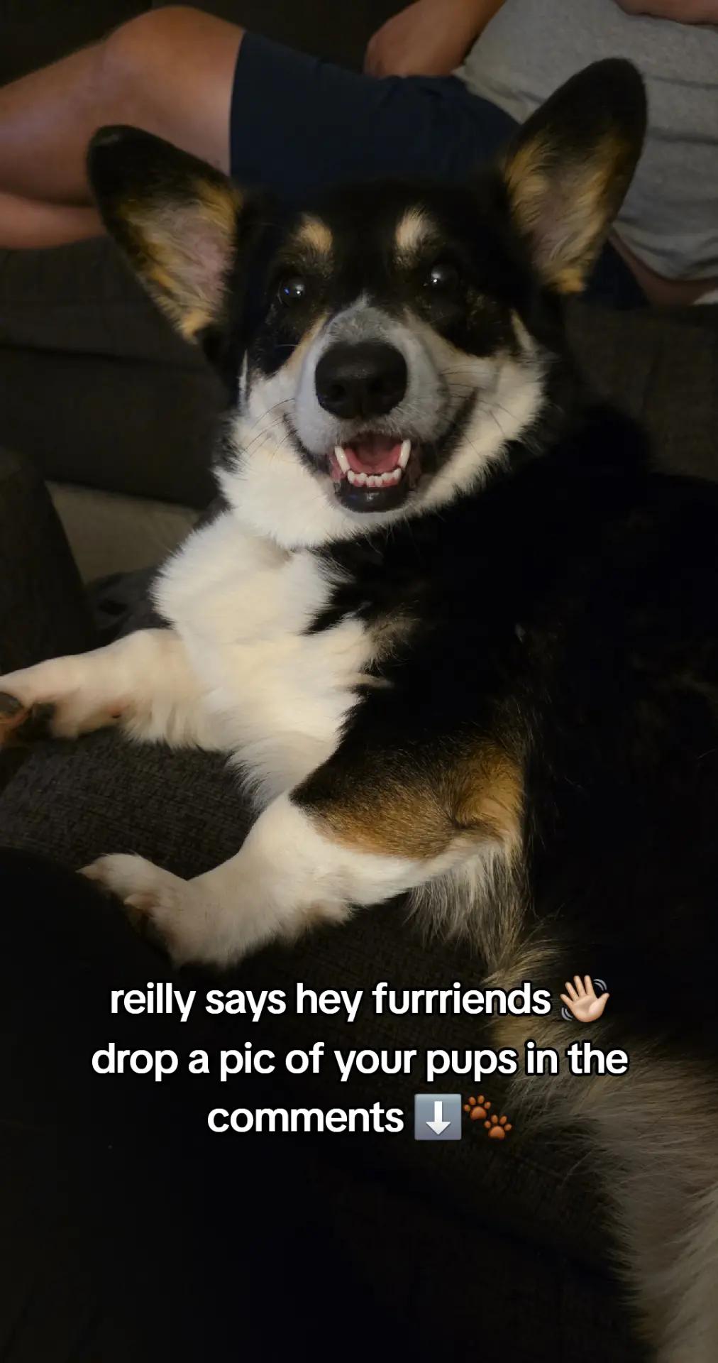 @Chelsea | Corgi Mom 🐾