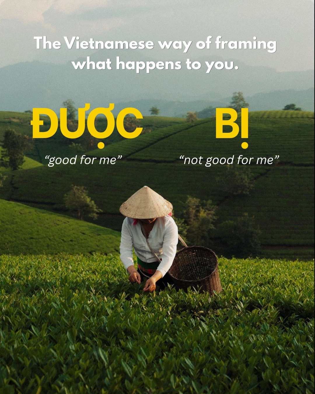 @survival.vietnamese