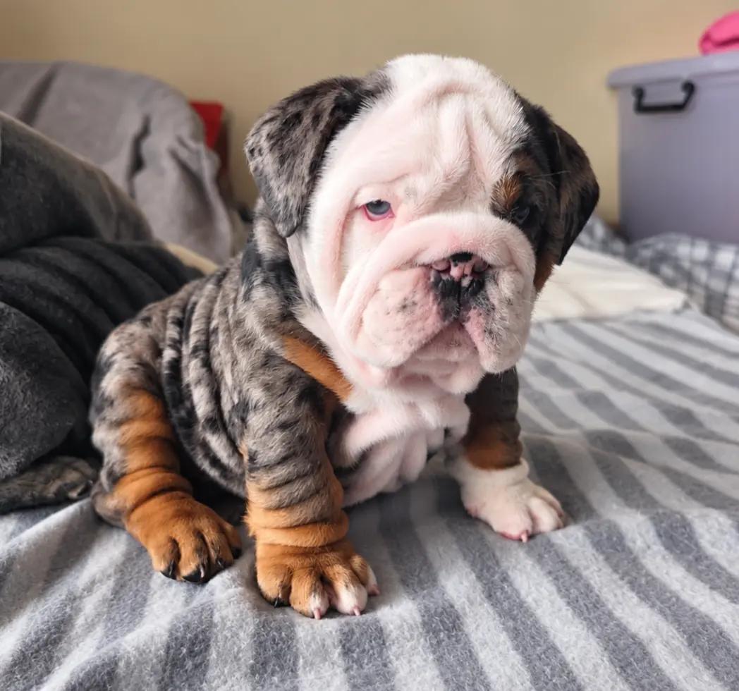 @Bulliciious Bulldogs Aotearoa