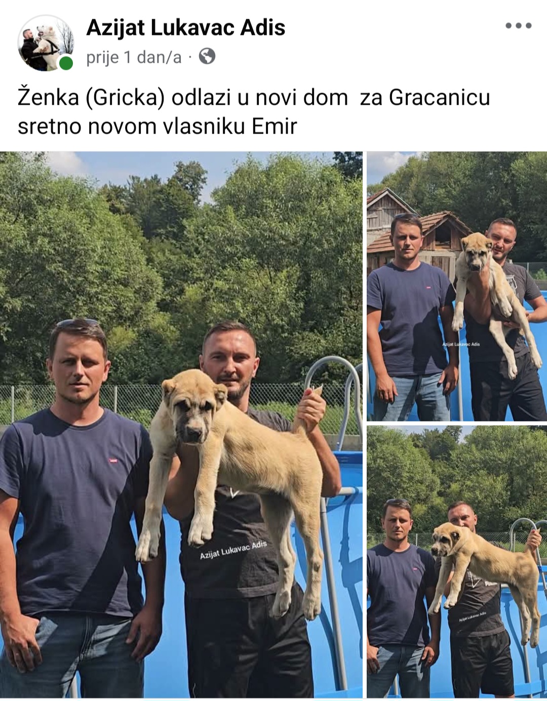 @Alabai Dogs Adis