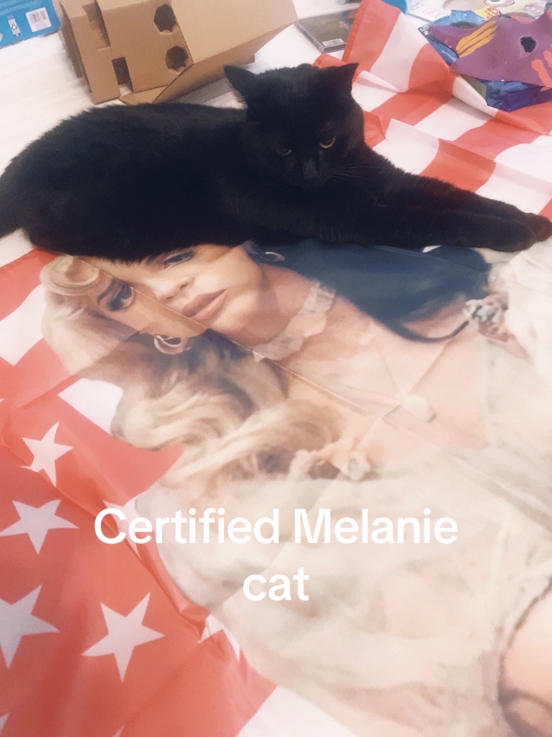 @TacoCat🌮🐈
