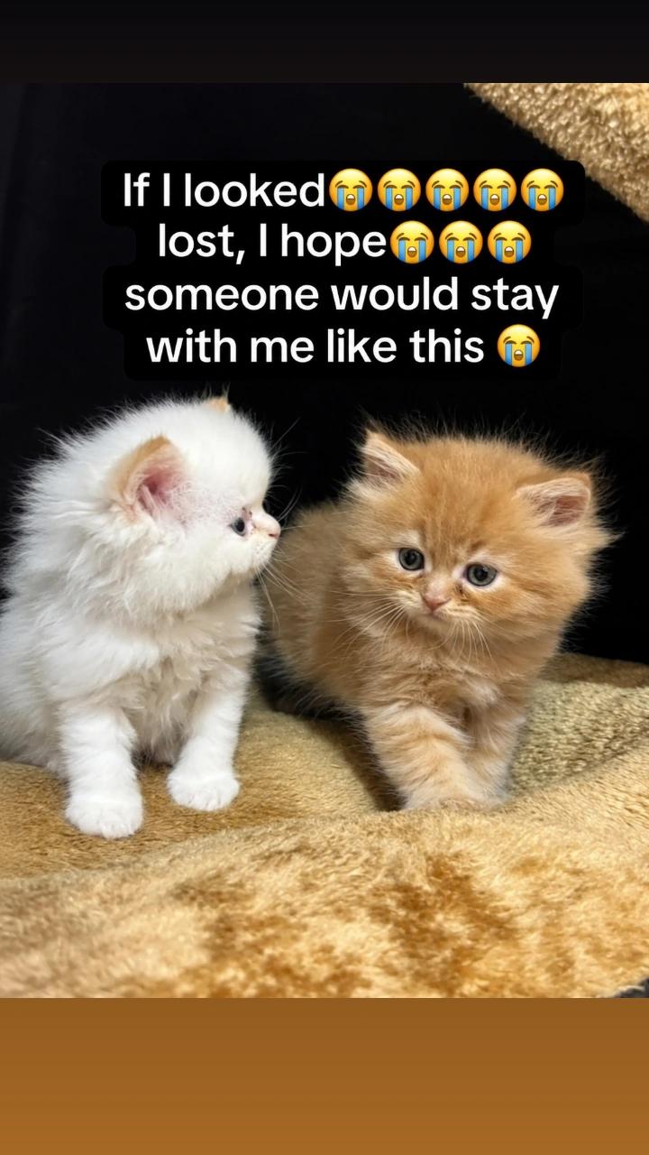 @evilpancake