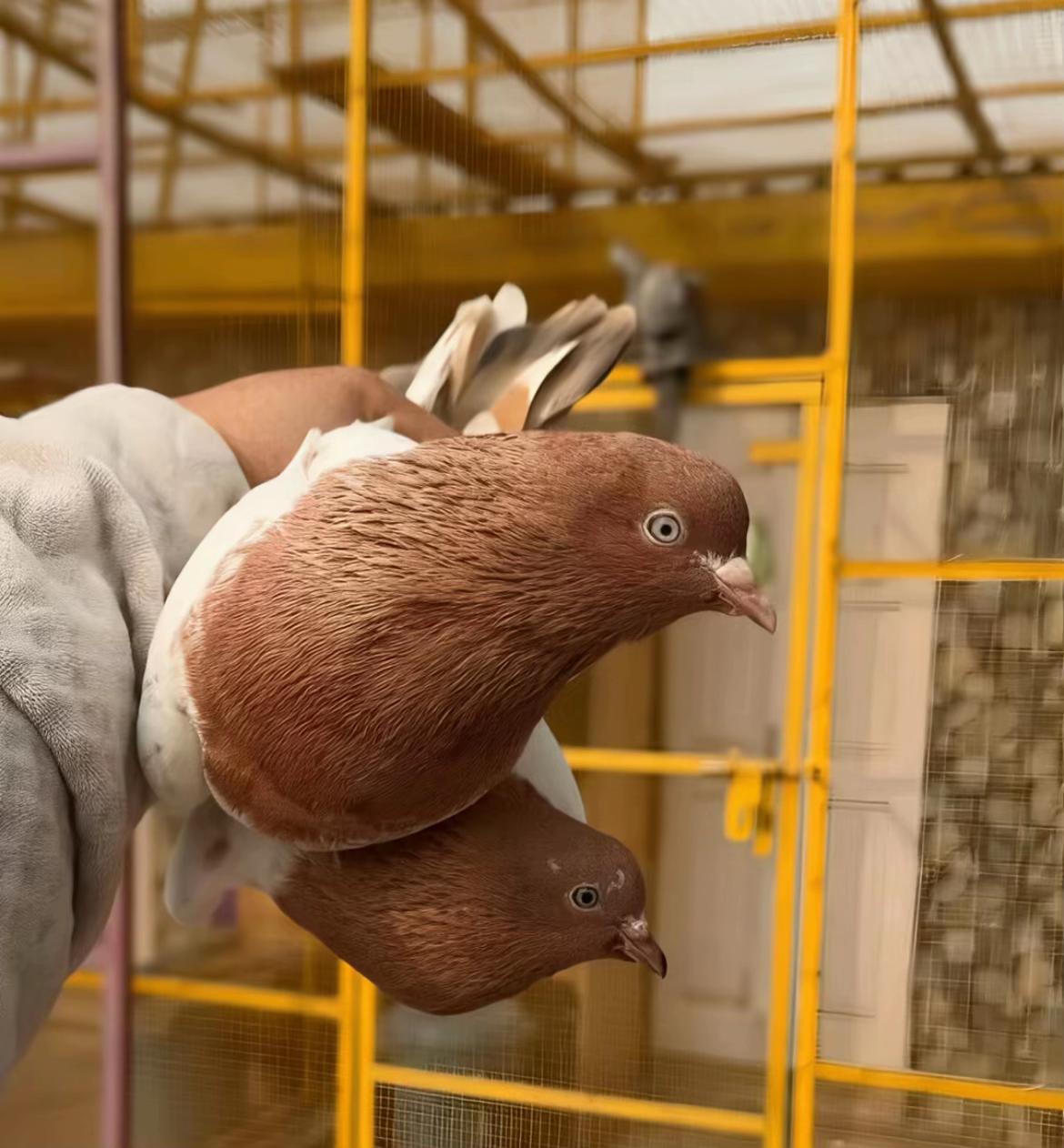 @Royal Birds 🕊️👑