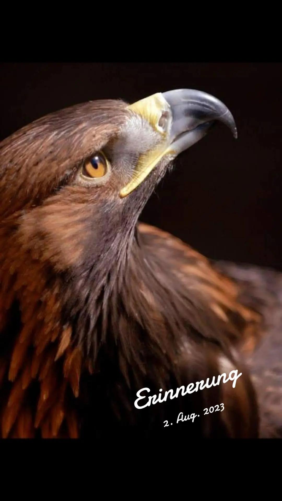 @🇽🇰"Shala"🇨🇭🐬 🍀 👐🇦🇱