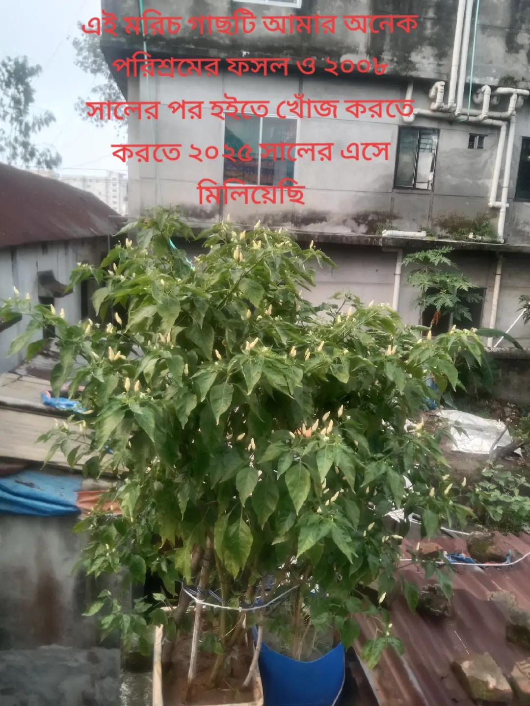 @monir