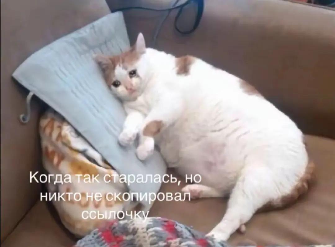 @тгк:Animoonss