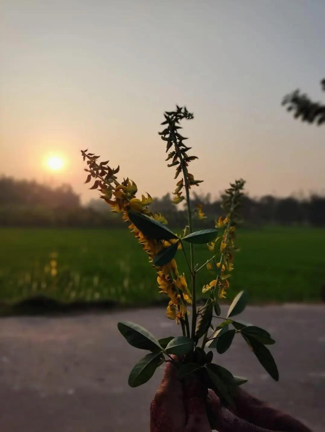 @🦋🦋দ্বীপান্বিতা🦋🦋