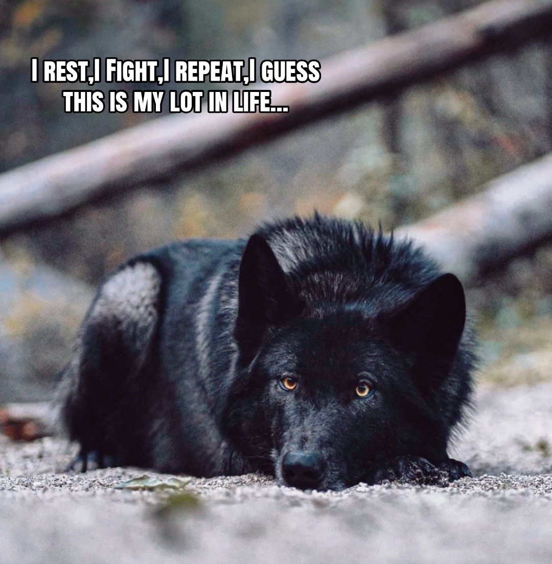 @🪬Conscious_LoneWolf🐺