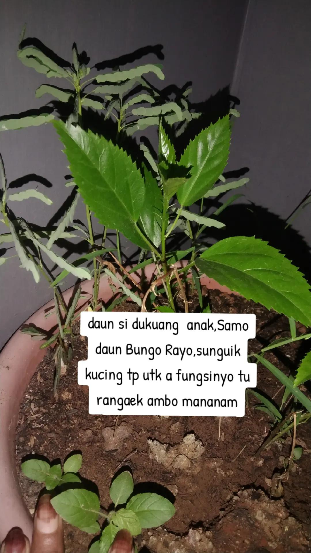 @Andah Riva