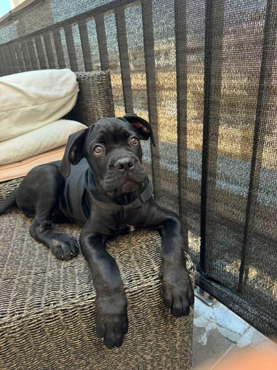 @NeroCaneCorsoKennel