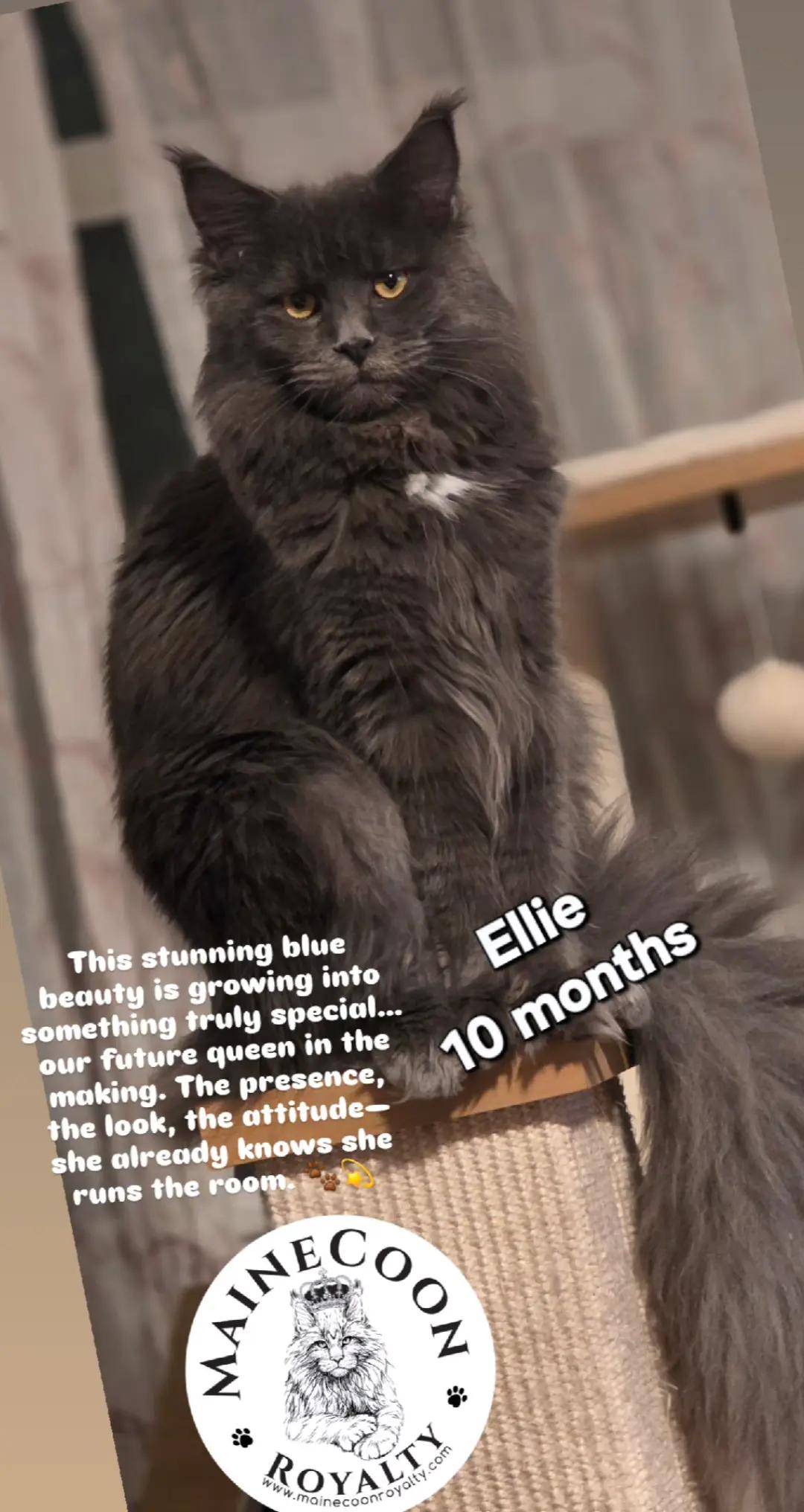 @MaineCoon Royalty