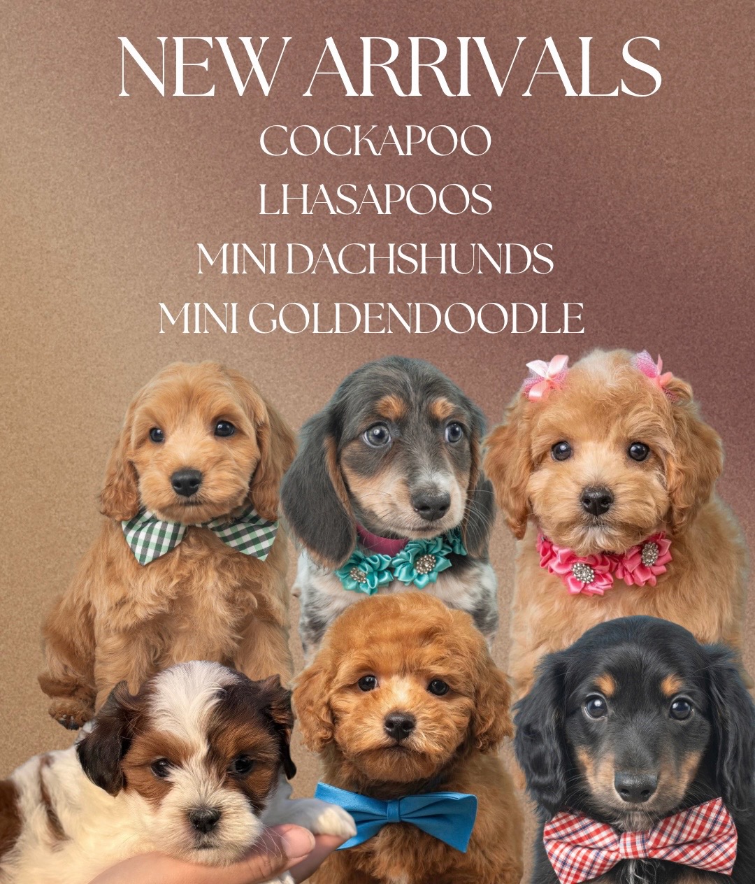 @Silver Nickel Puppies