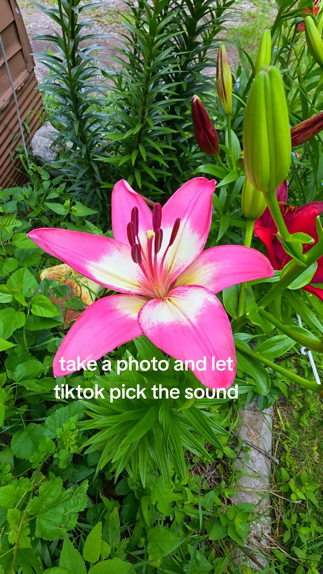 @Ƙ&Aring;Ł&Euml;Ɓ