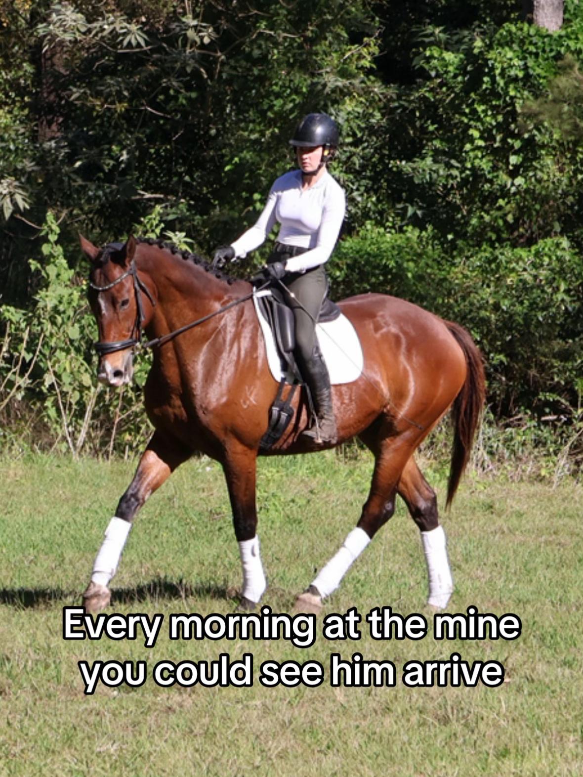 @Double F Performance Horses