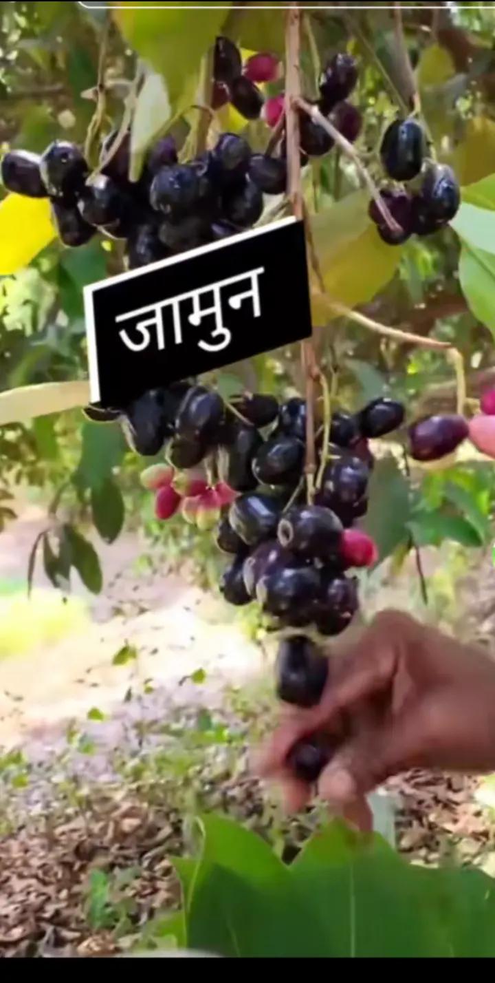 @rambhagatmahoto25
