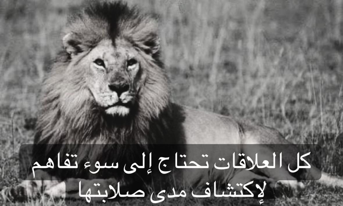 @🦁 scarface 🦁