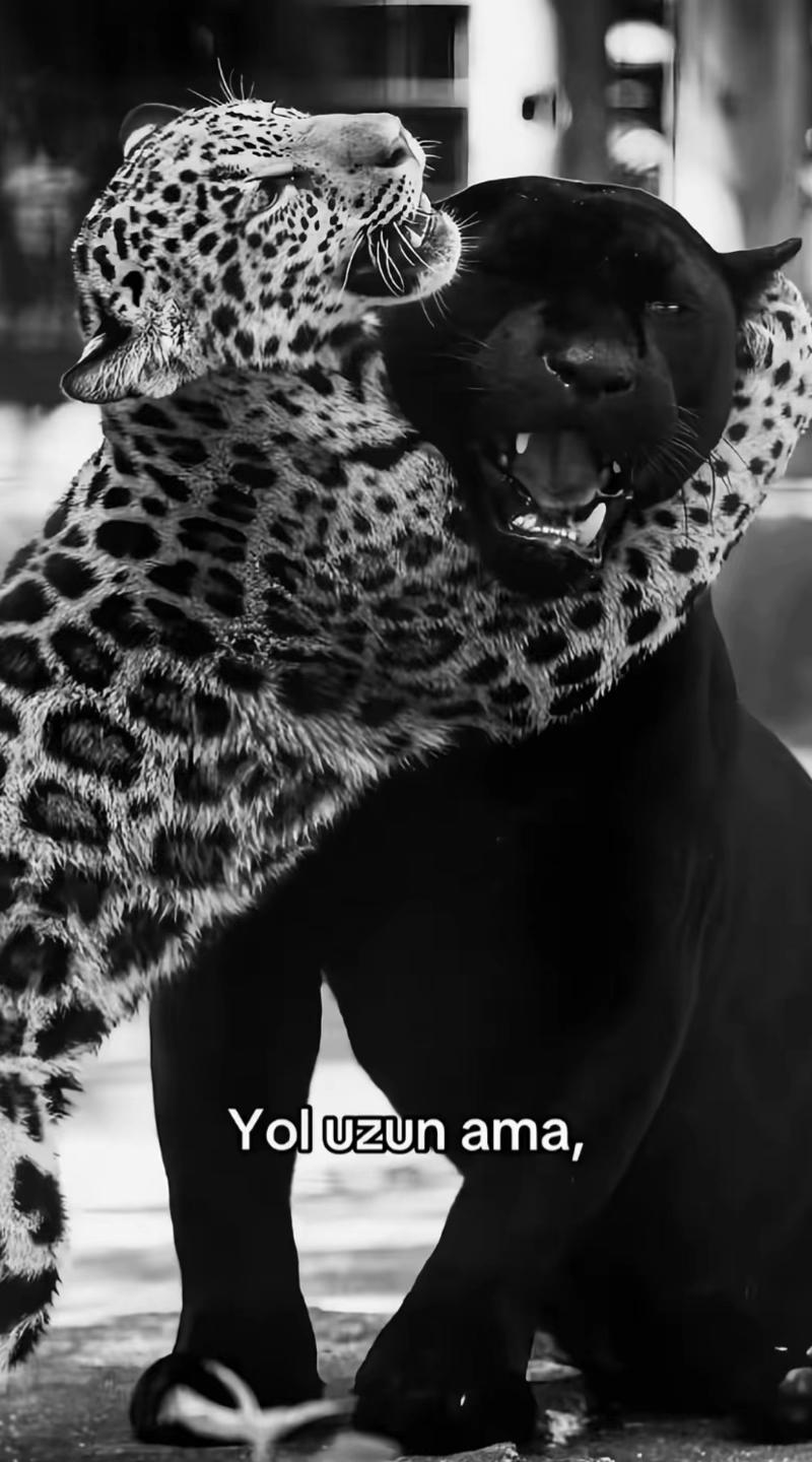 @A.Y
