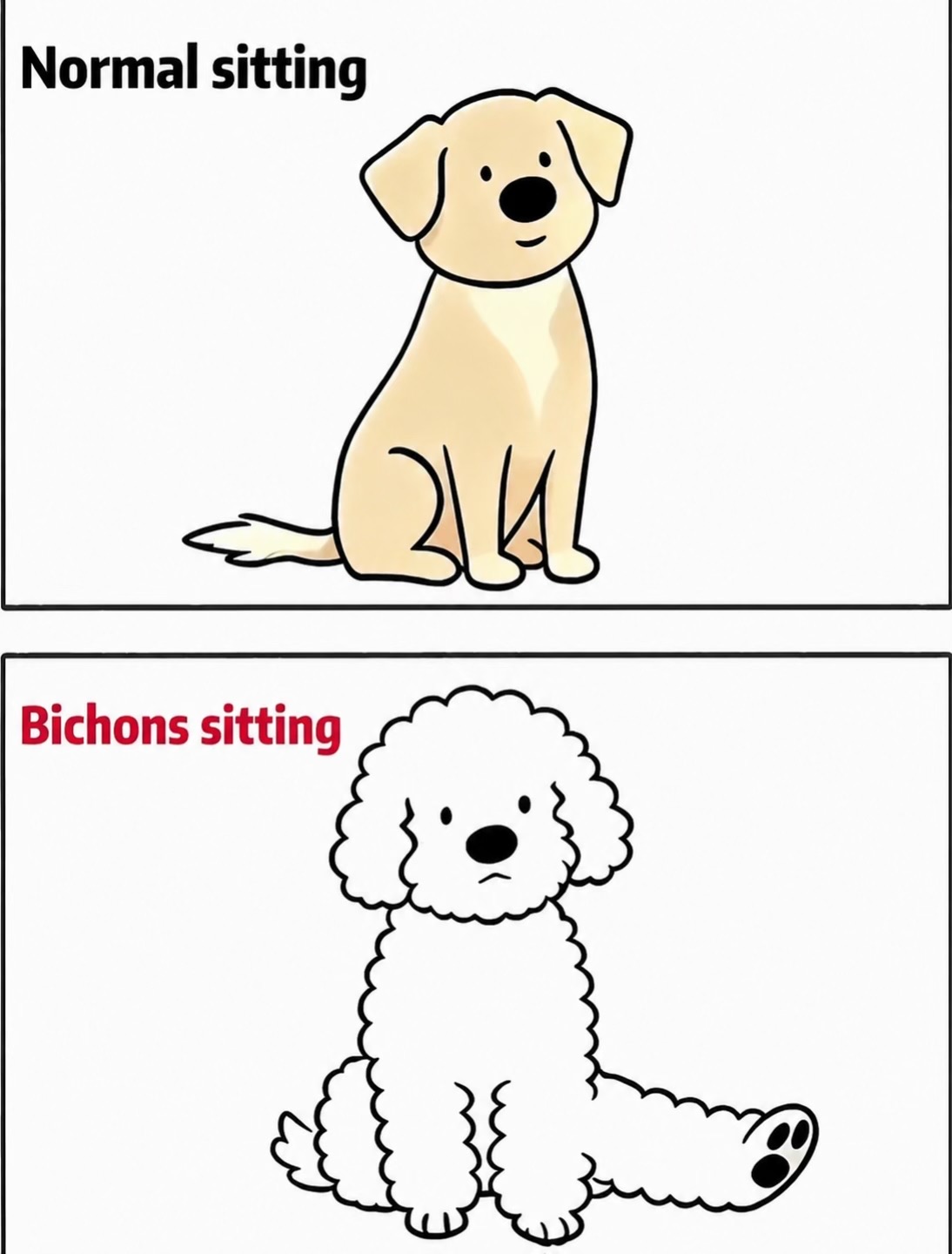@Donut The Bichon