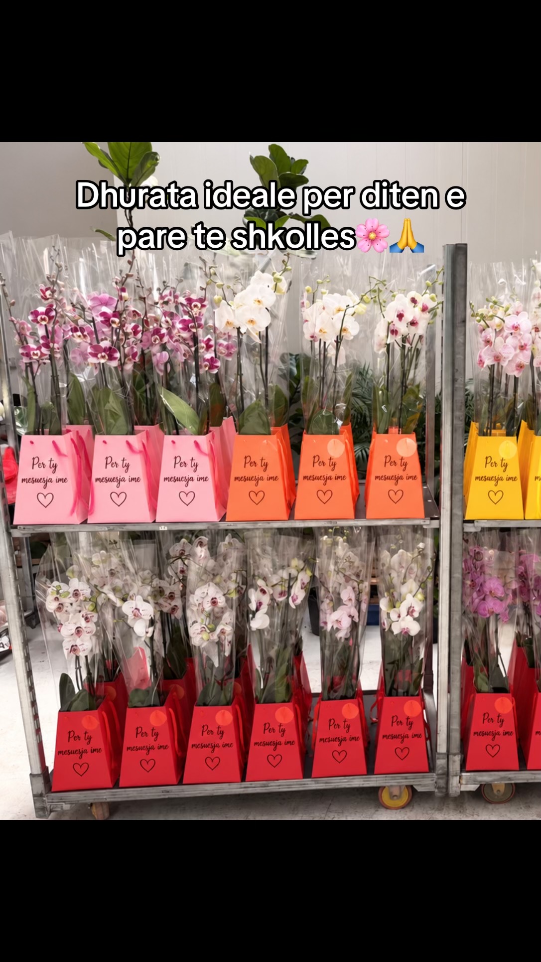 @Lule t’bukra ka tirona