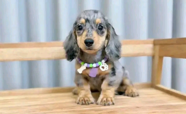 @Mini Dachshundhome