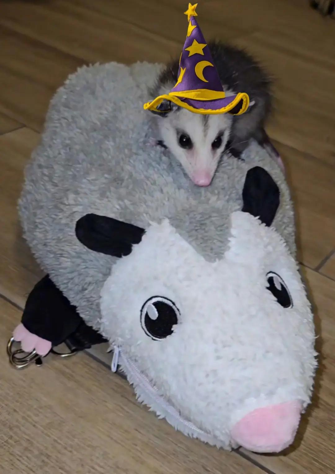 @OPOSSUM/DOG MOMMA Dea