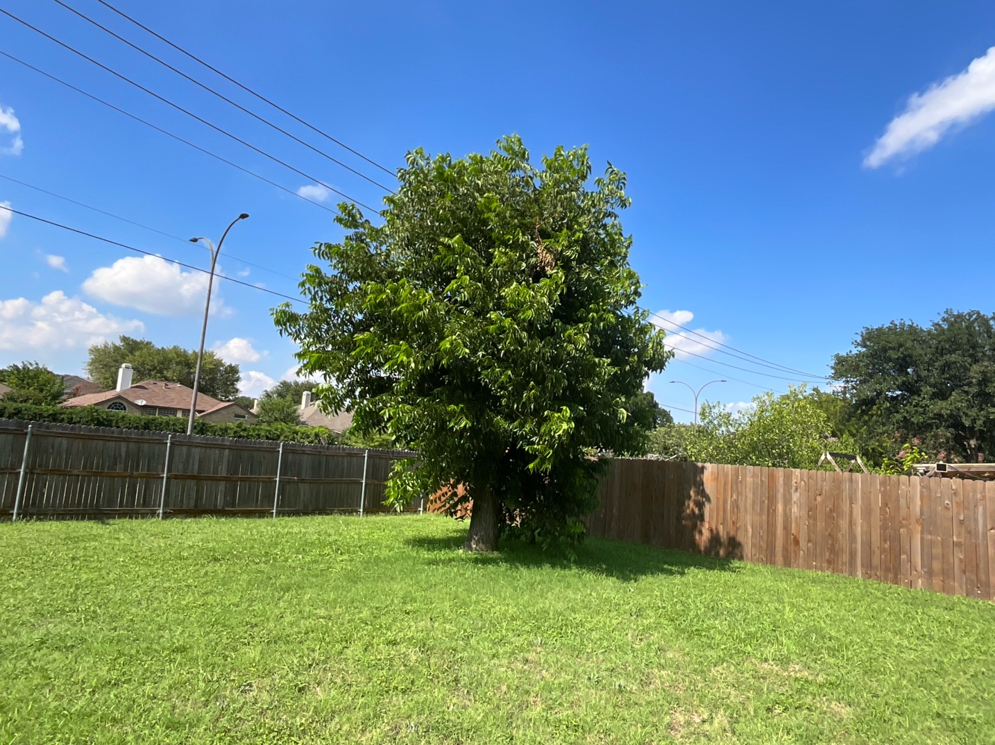 @Live Oak Tree Service