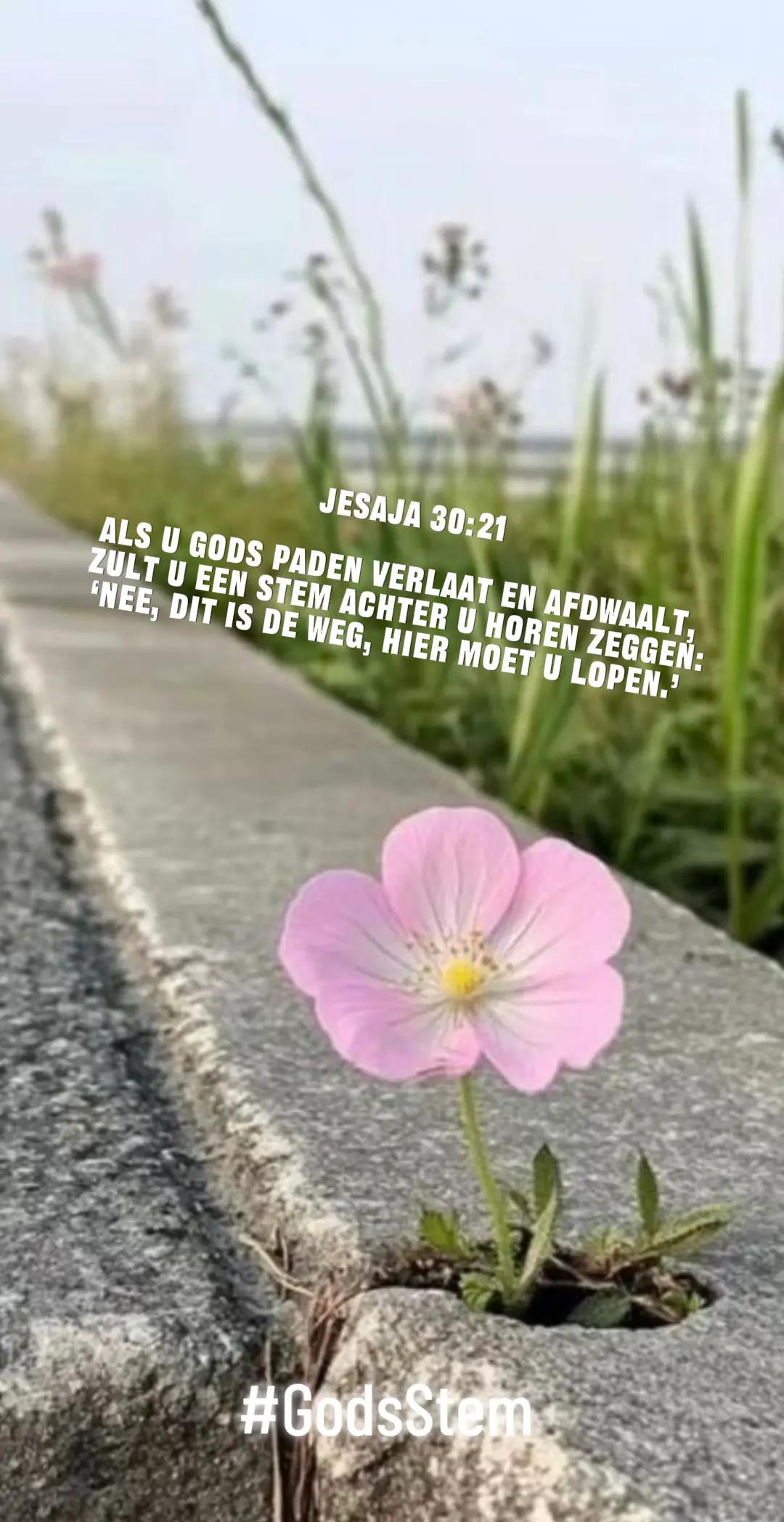@Liefde Leeft