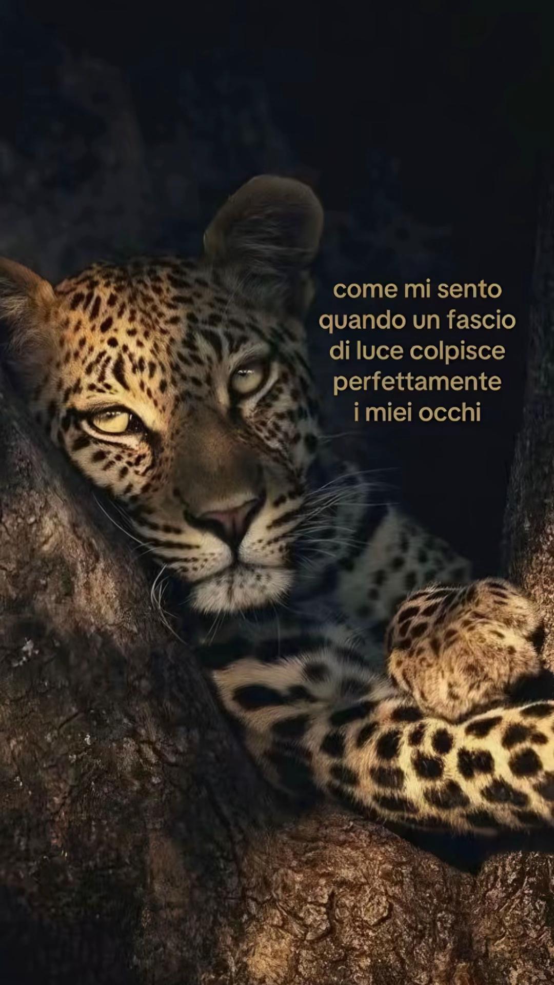 @memi🌟