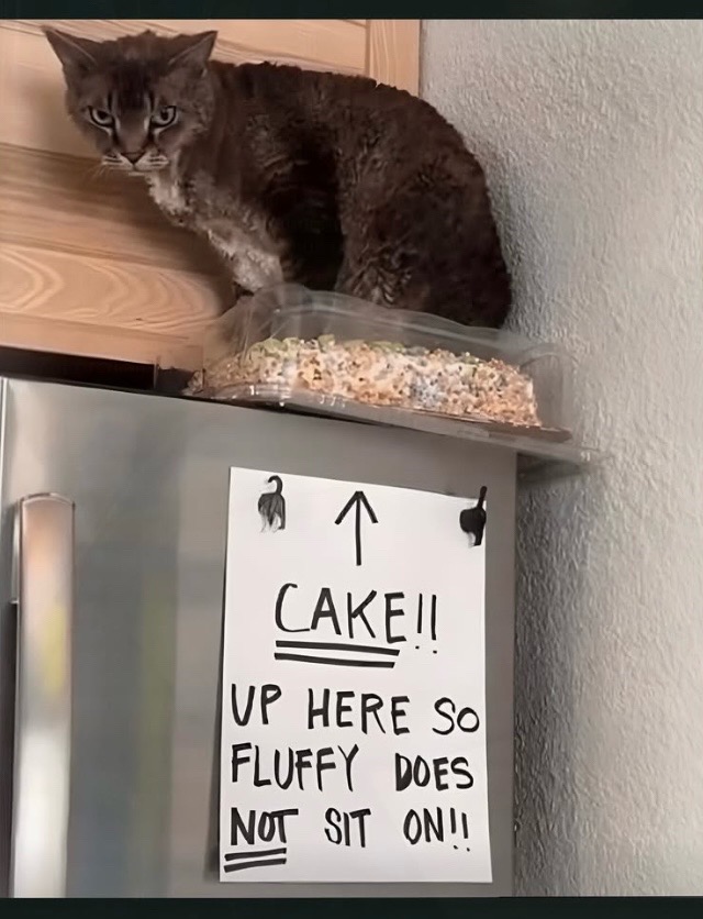 @Bratcats