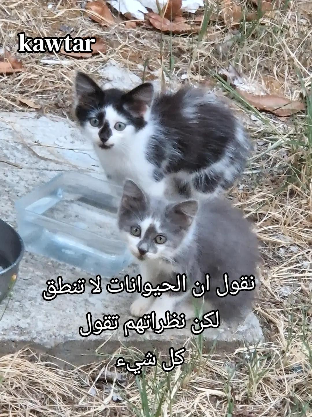 @كوثر